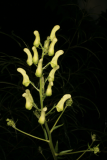 Aconitum lamarckii RCP08-07 134.jpg